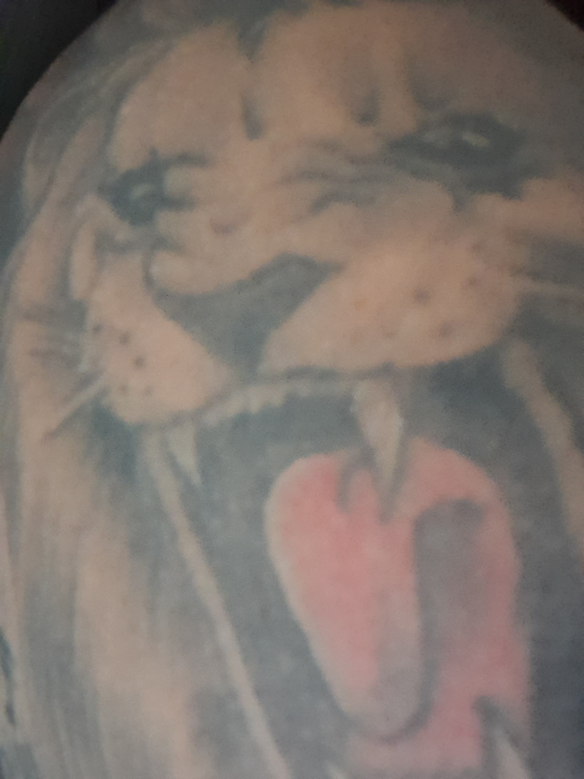 Tatuboy banner image