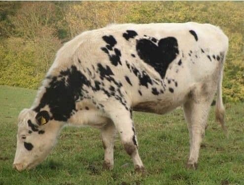 Moo banner image
