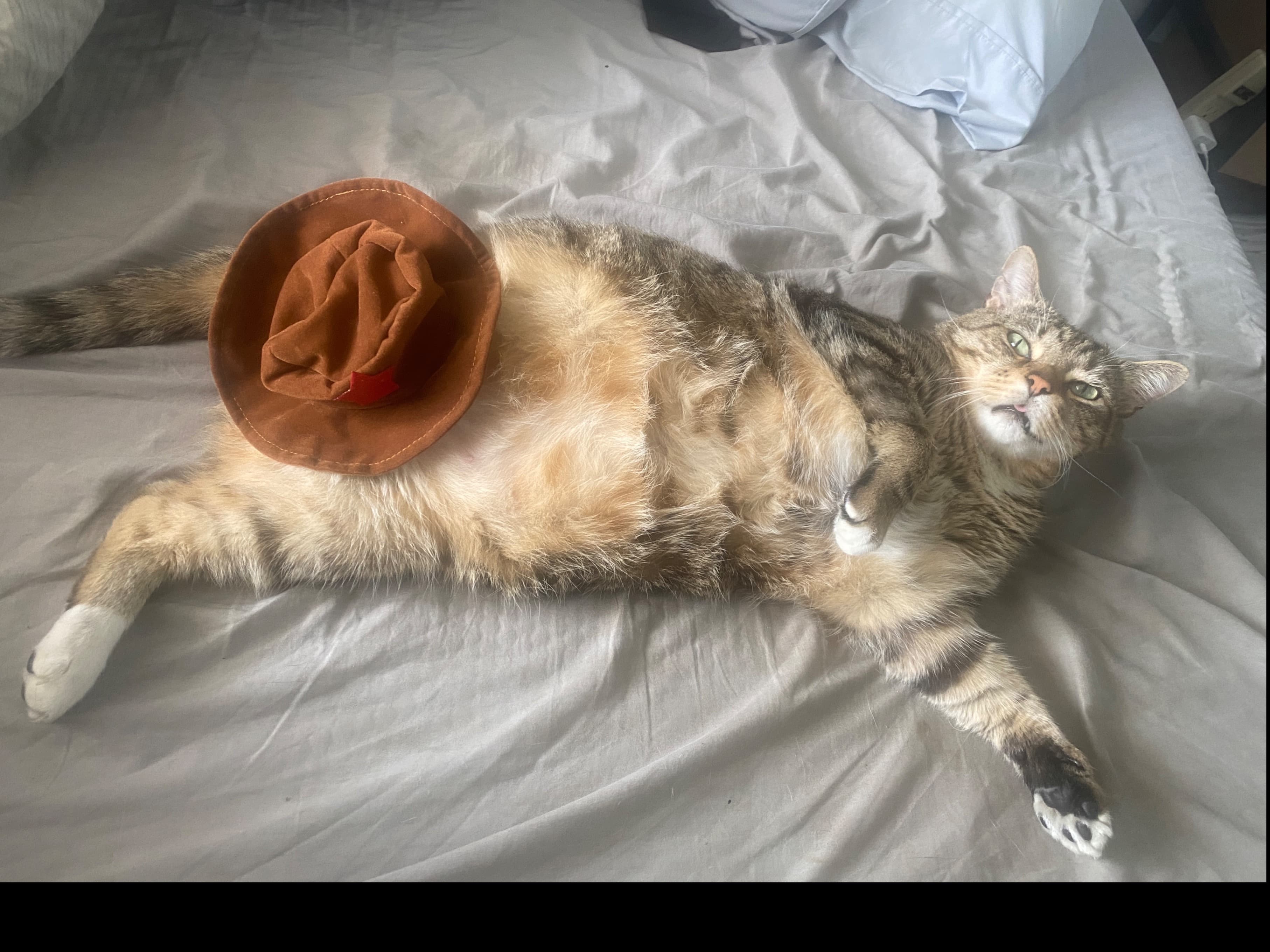 A cat named Senor banner image