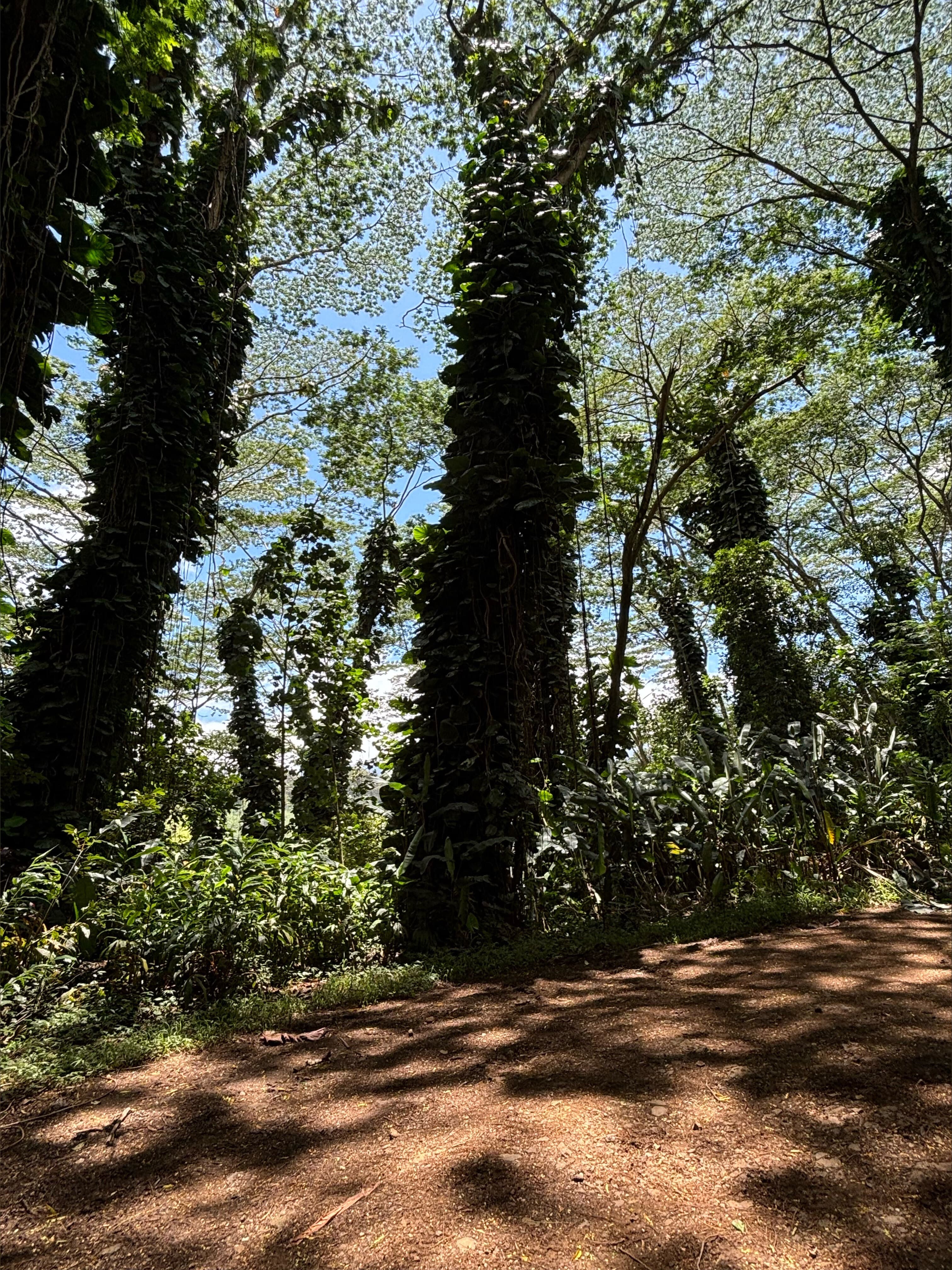 Vanilla banner image
