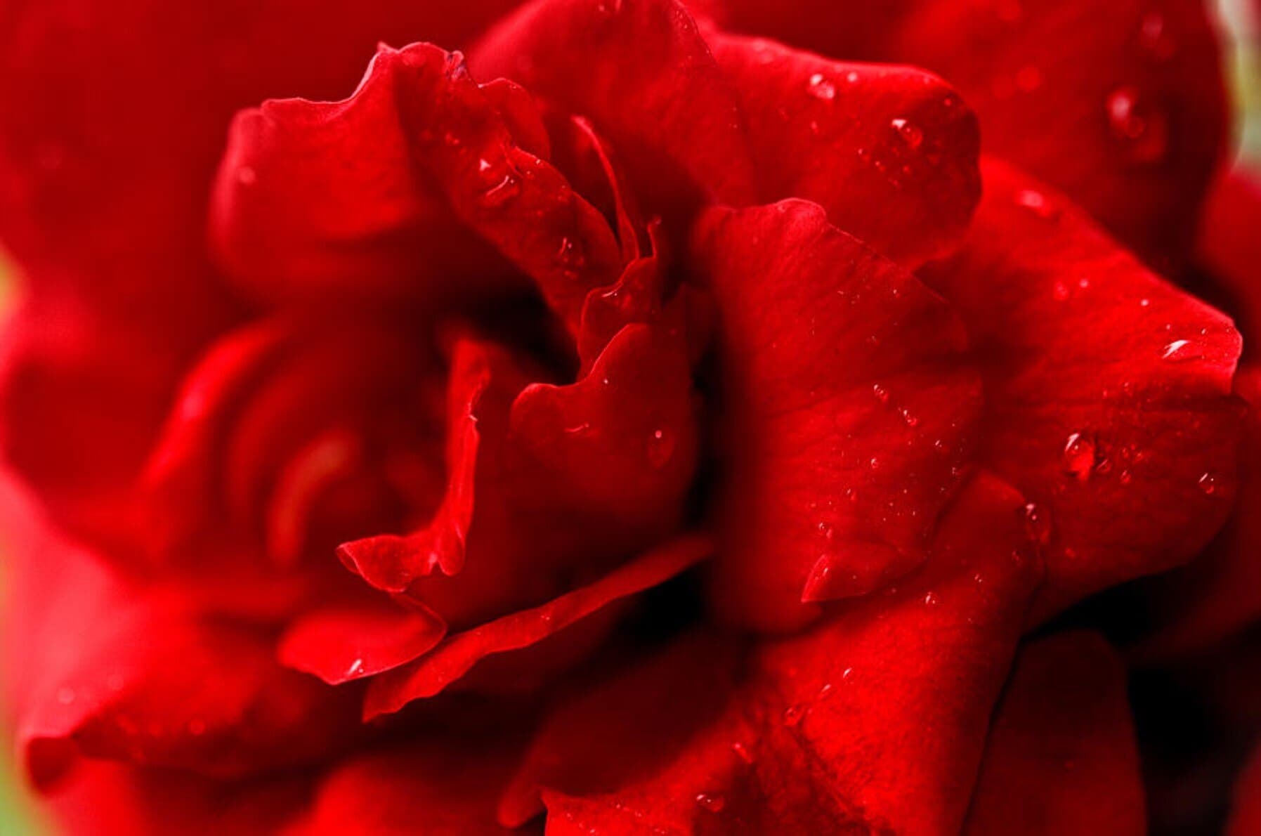 Danna C. banner image
