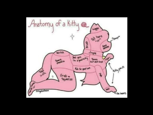 Kitten97x banner image