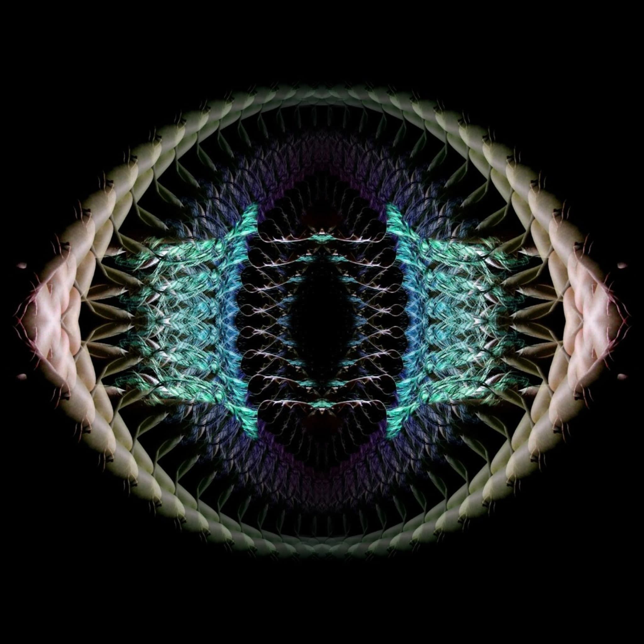 Andromeda Lilly banner image