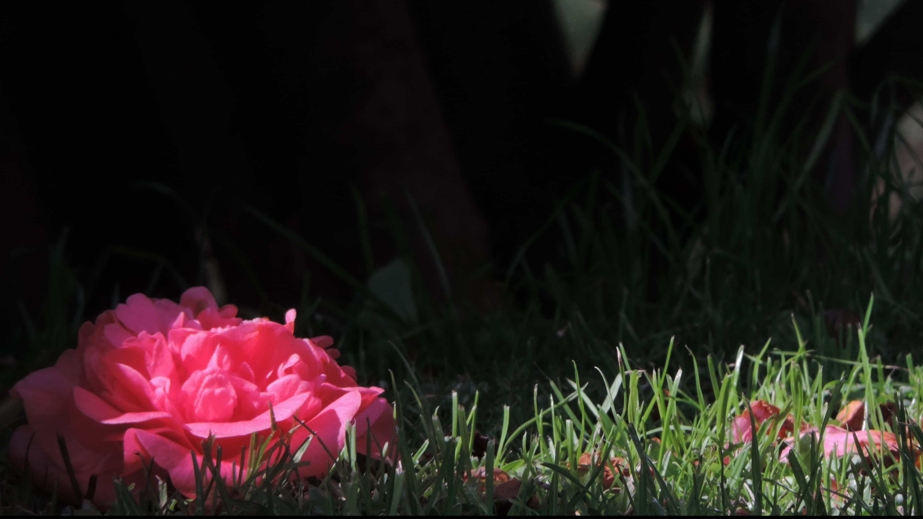 V banner image