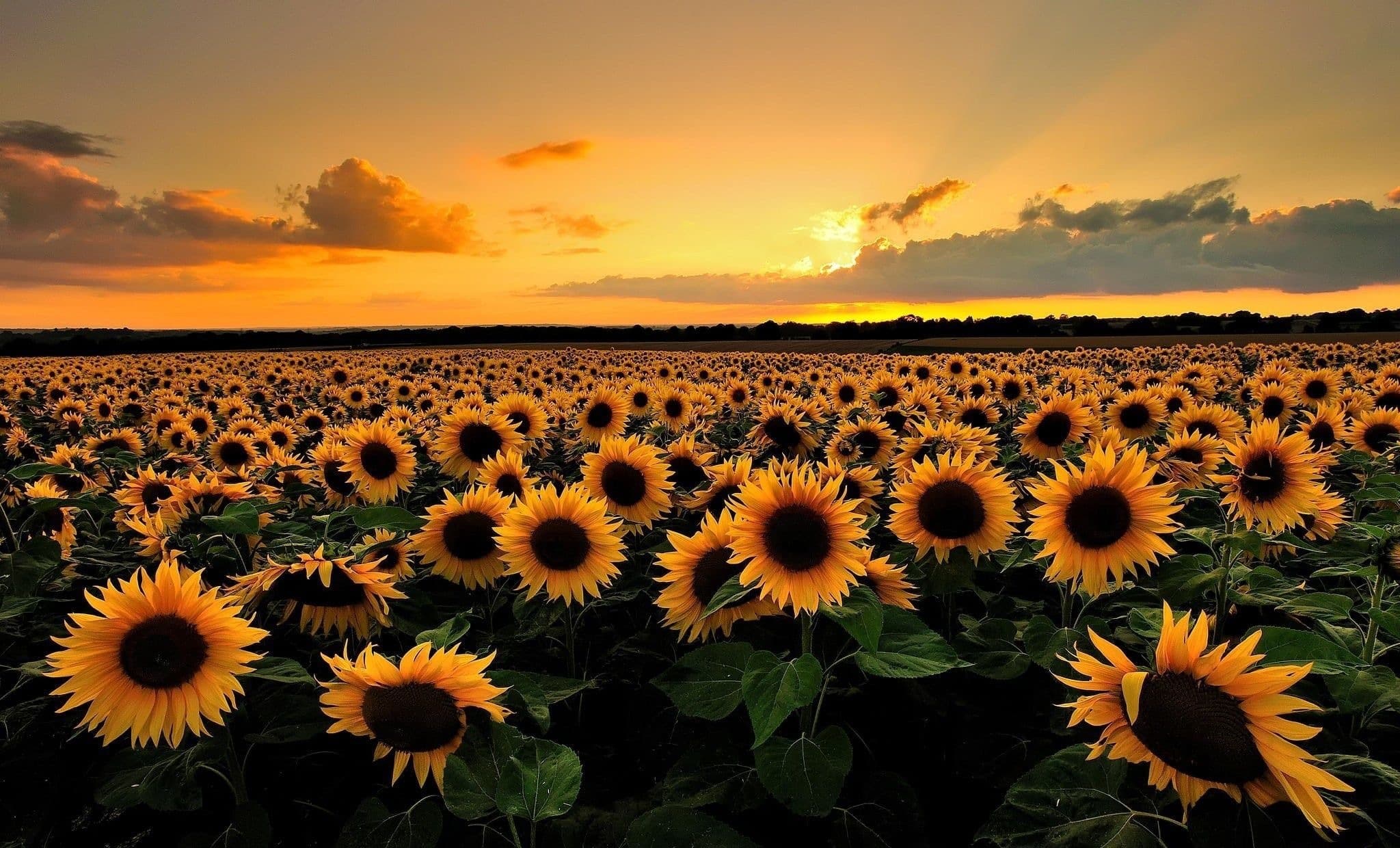 sunflower queen banner image