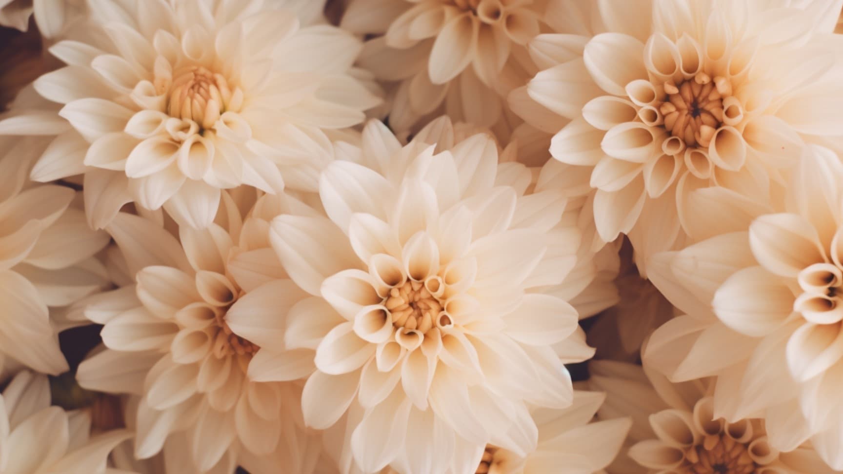 HoneyBree banner image