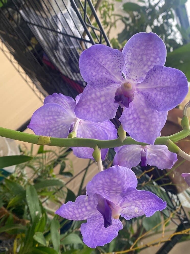 CamGoddess banner image