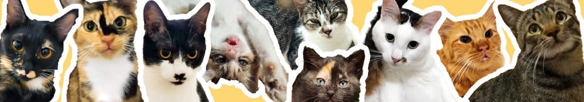 Shizukittens banner image