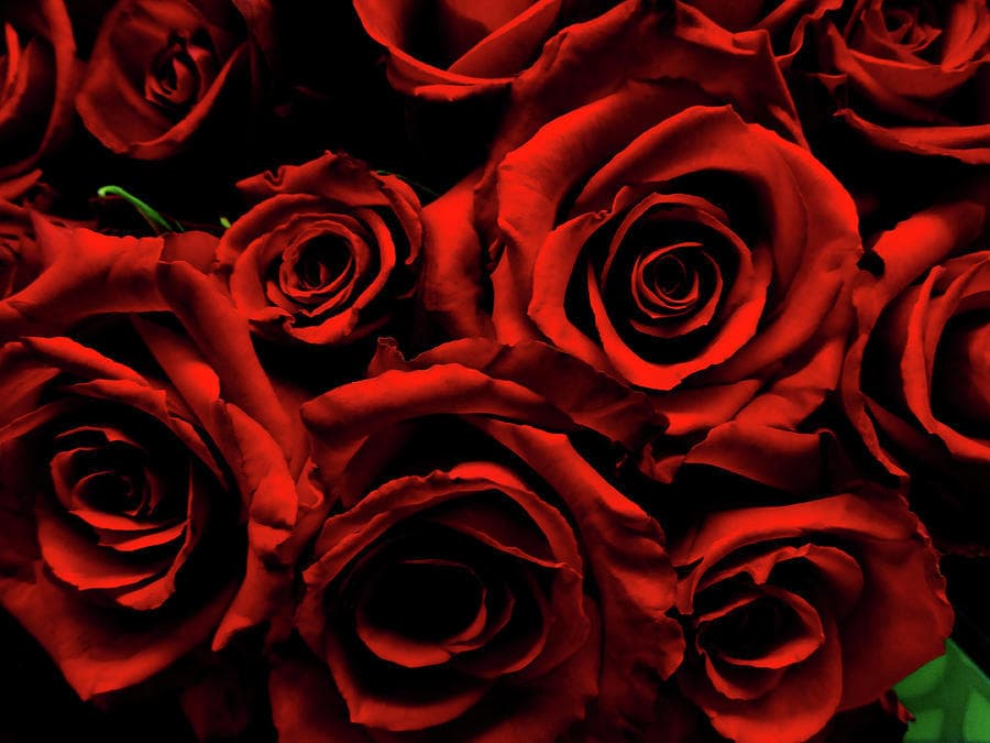 Ada Rose banner image