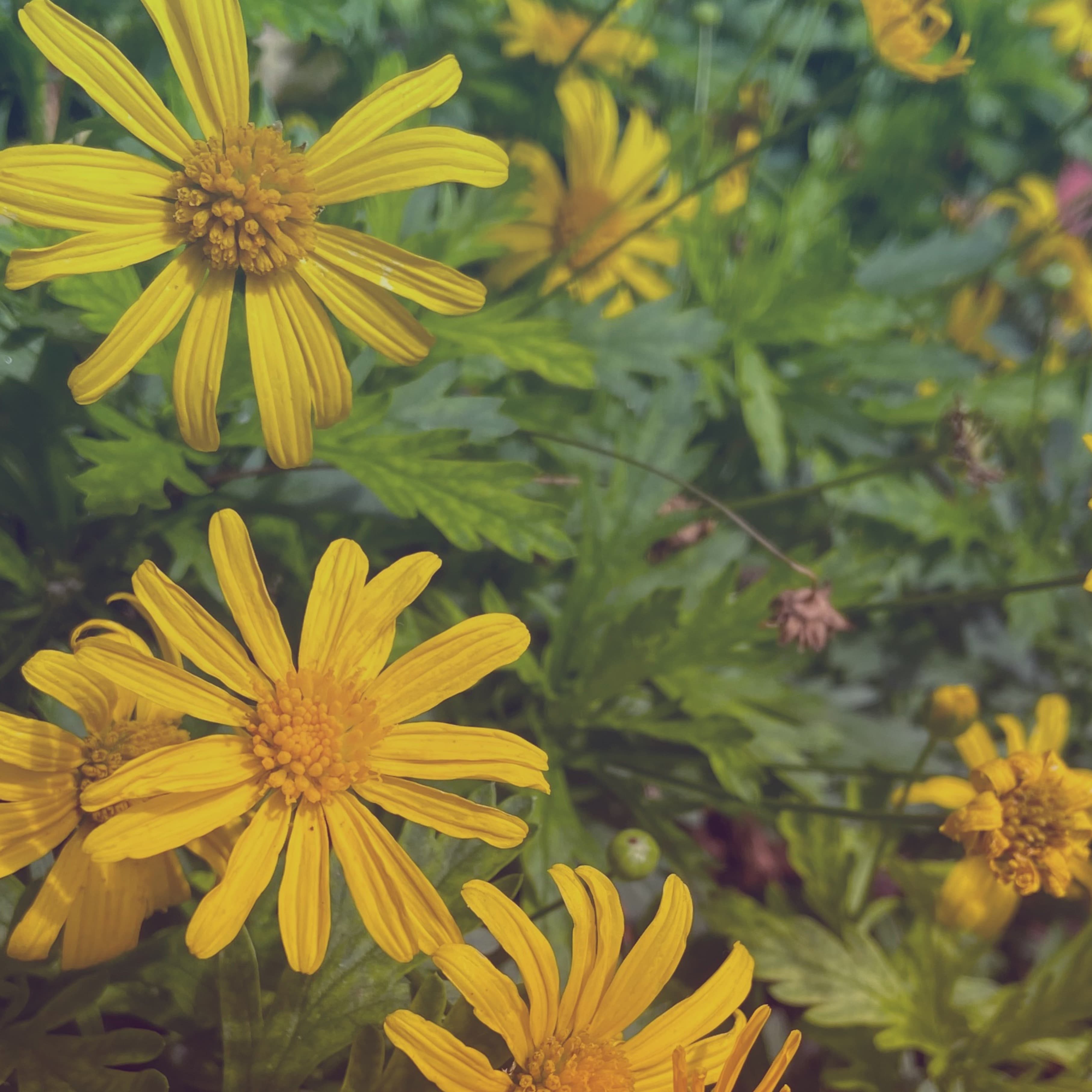Popupie banner image