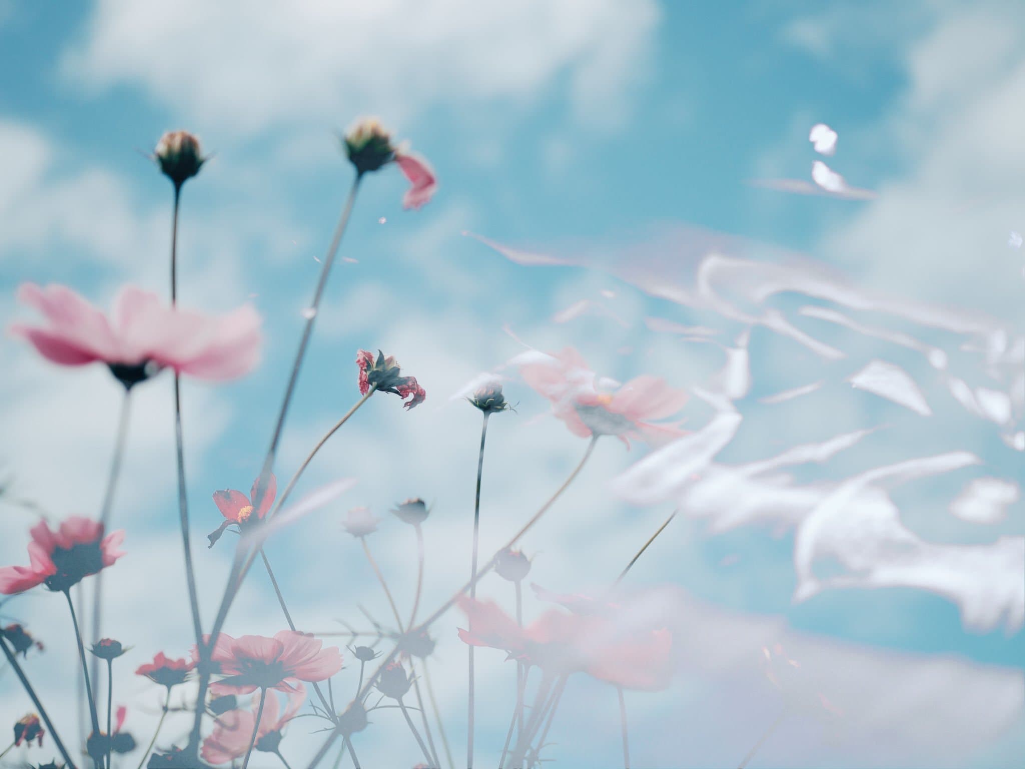 Lily Marie banner image