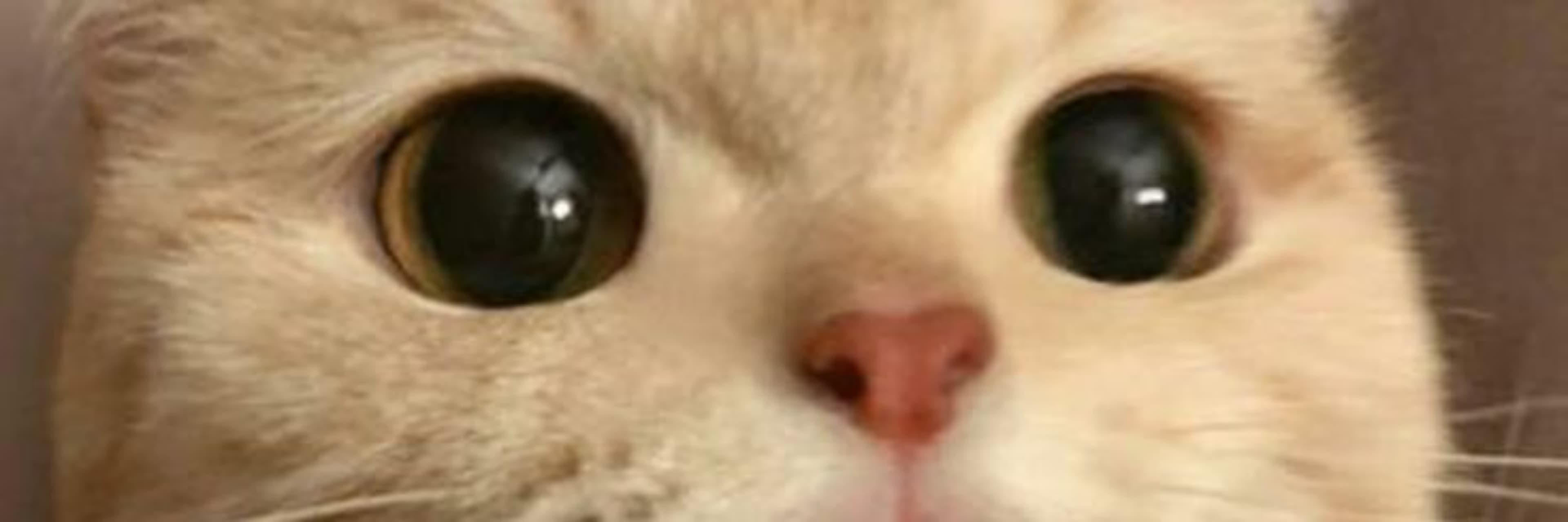 Hi I am Ella 艾拉 banner image