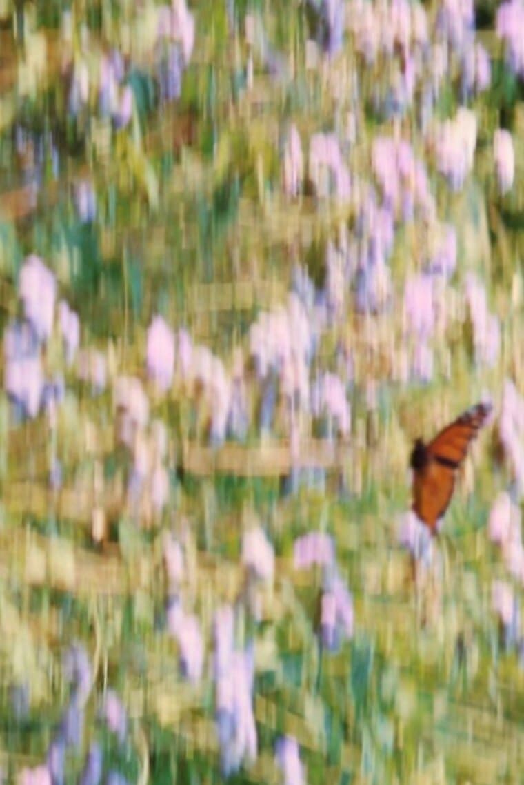Ginger banner image