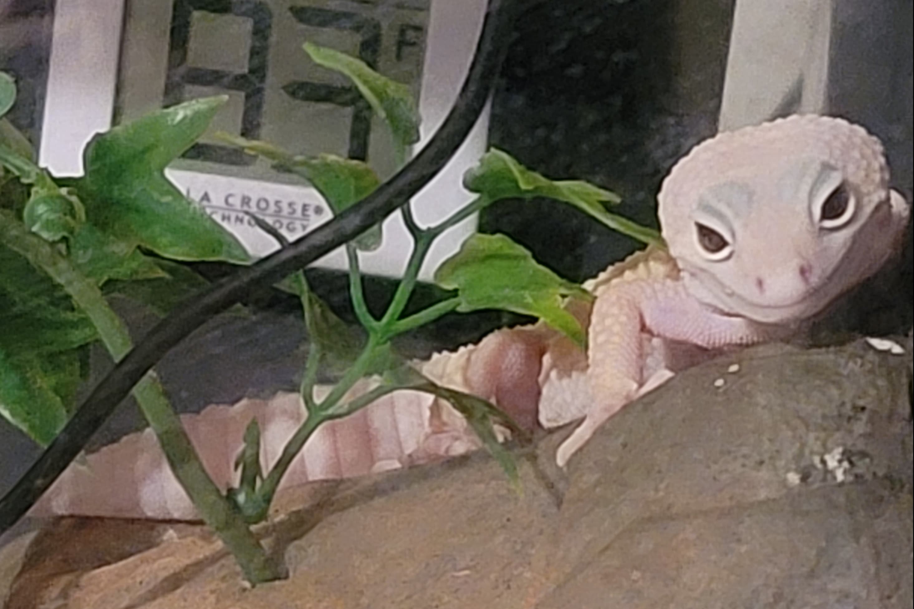 A Reptile Dysfunction banner image
