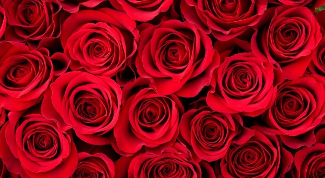SydneyBrianna banner image