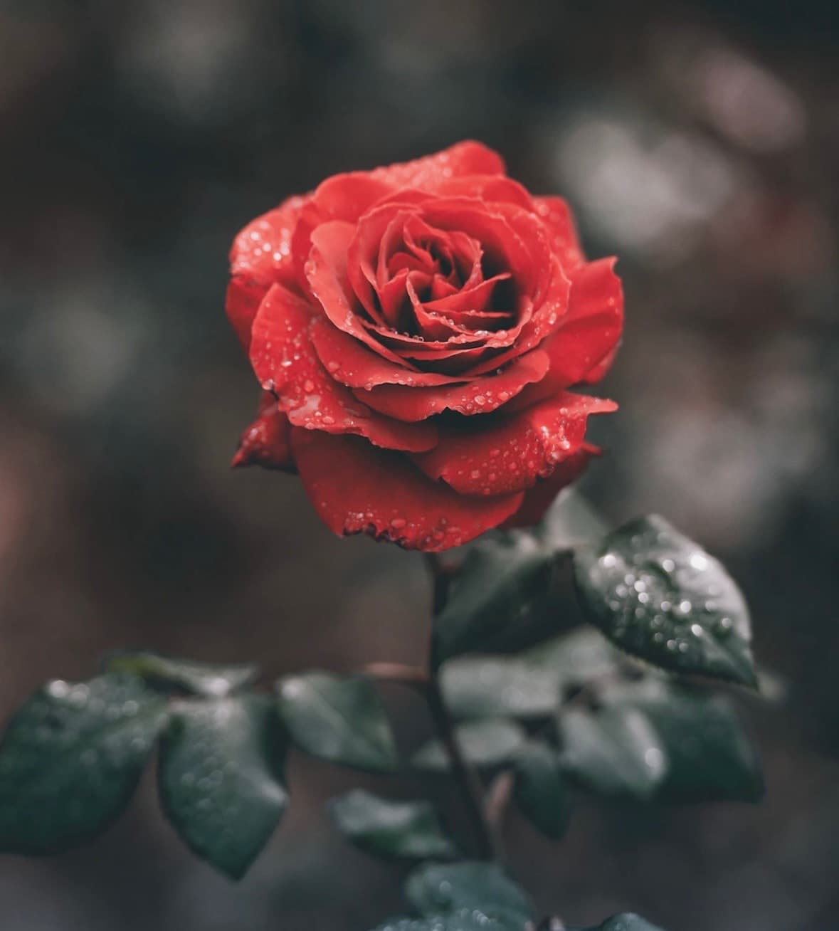 Rose banner image