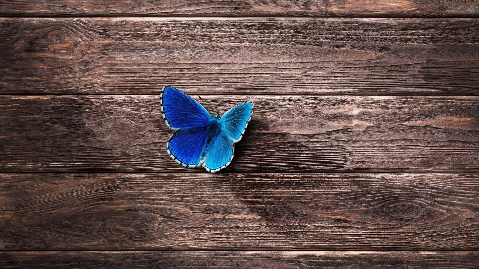Fᥱɾᥲ LᥱꙆꙆყ 🦋 banner image